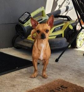 Enlarge Jelena, a Adoptable Chihuahua in Austin, TX image 6/6