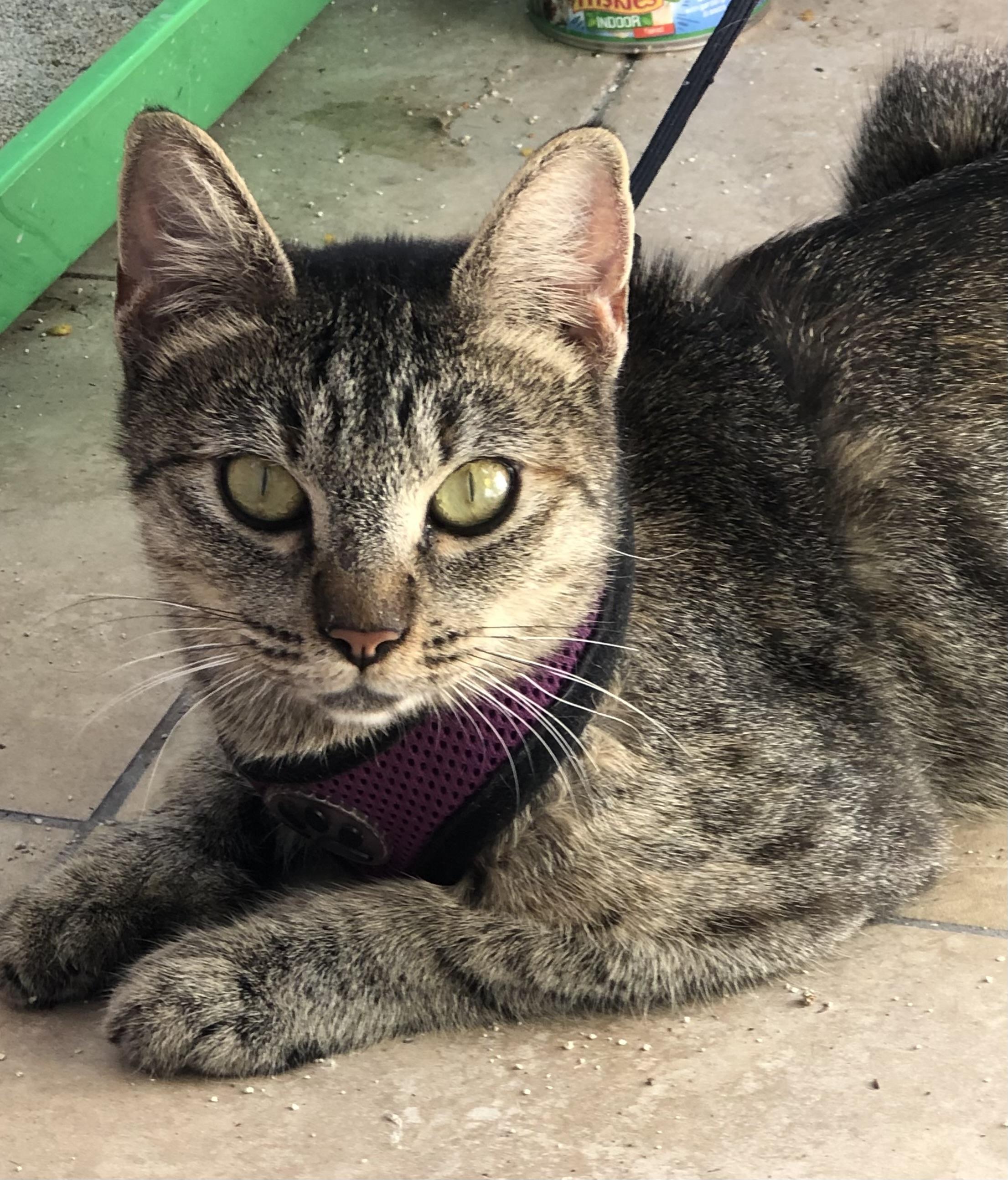 Thumbelina, Adoptable, Adult Female Domestic Short Hair.