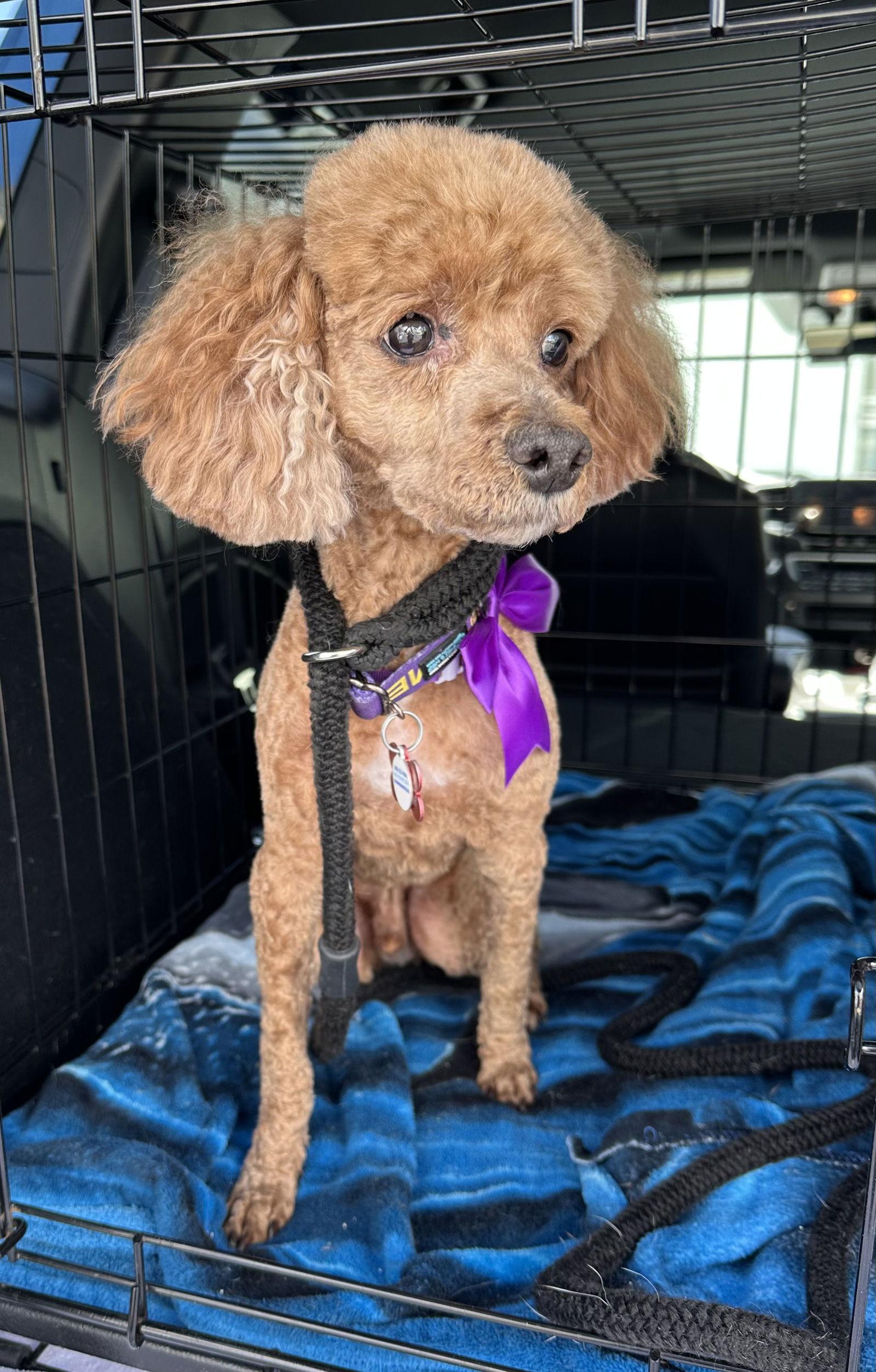 Flash, a Adoptable Poodle in Chester, NJ image 1/3