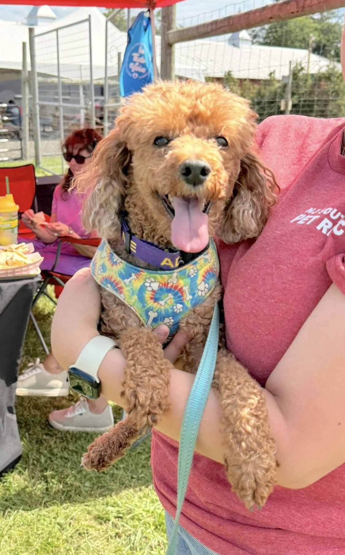 Flash, a Adoptable Poodle in Chester, NJ image 2/3