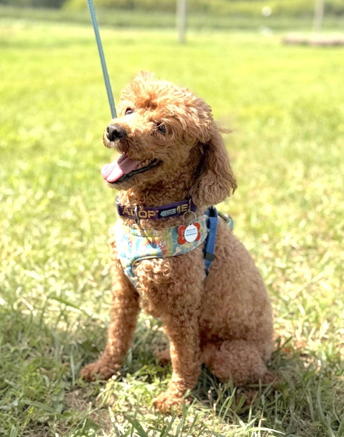 Flash, a Adoptable Poodle in Chester, NJ image 3/3