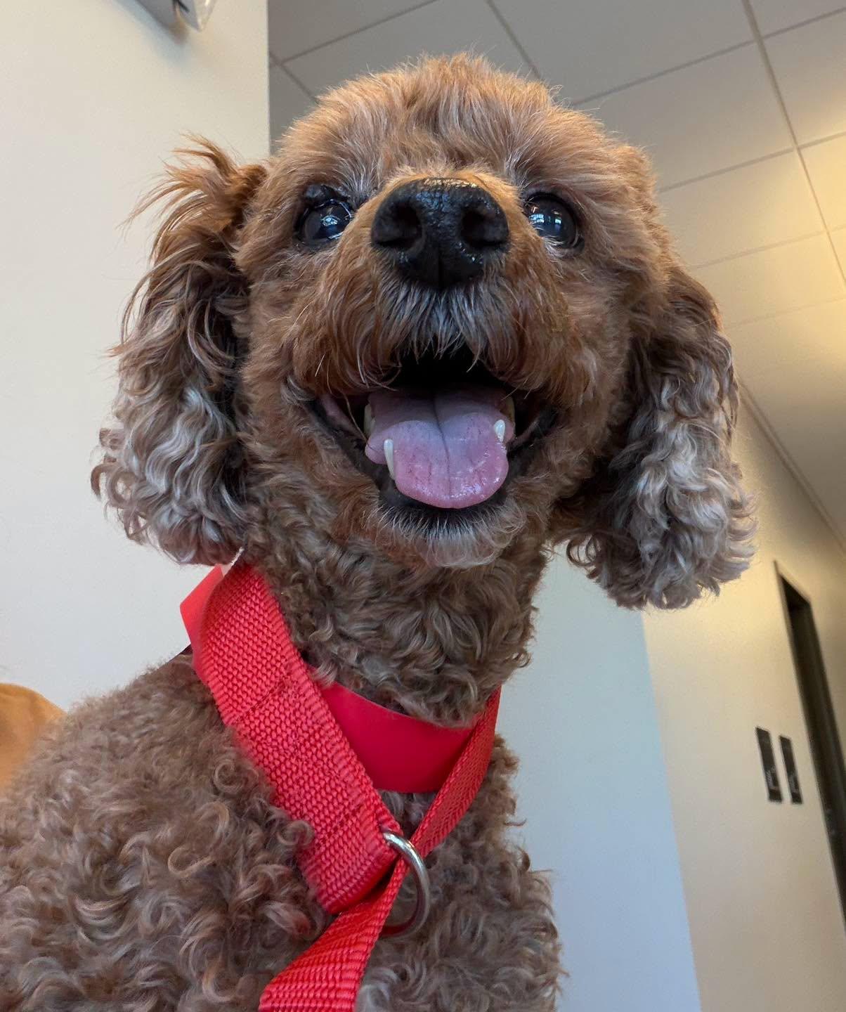 Flash, a Adoptable Poodle in Chester, NJ image 3/3