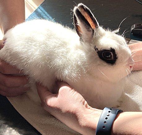 Enlarge Snowball, a Adopted mixed breed in Waukesha, WI image 4/4