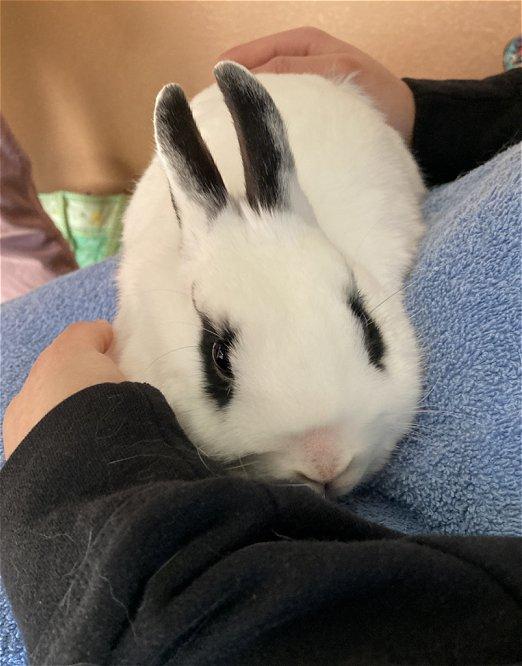 Enlarge Snowball, a Adopted mixed breed in Waukesha, WI image 2/4