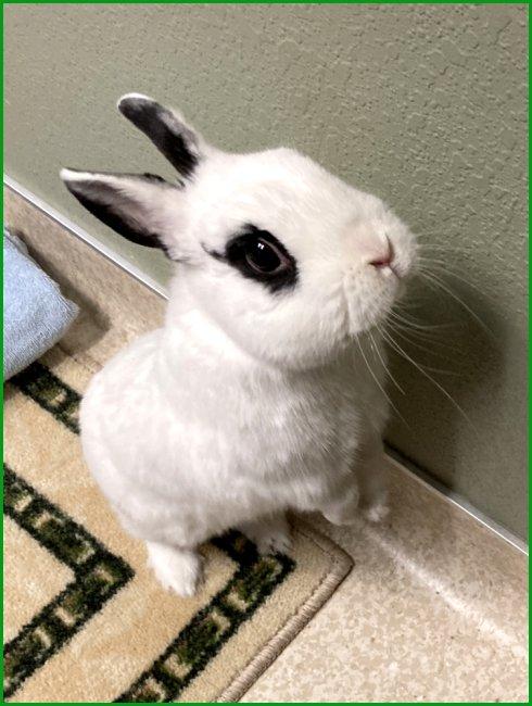 Enlarge Snowball, a Adopted mixed breed in Waukesha, WI image 3/4