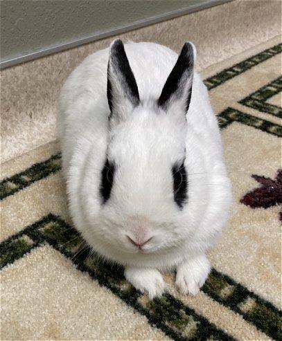 Snowball, Adopted, Adult Male Dwarf & Hotot.