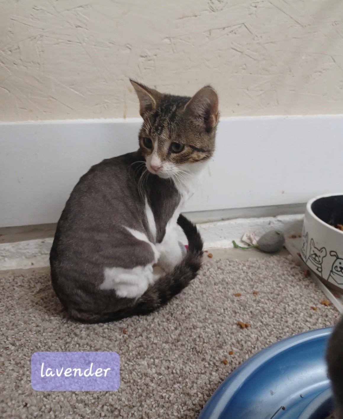 Lavender, Adoptable, Kitten Female Domestic Short Hair.