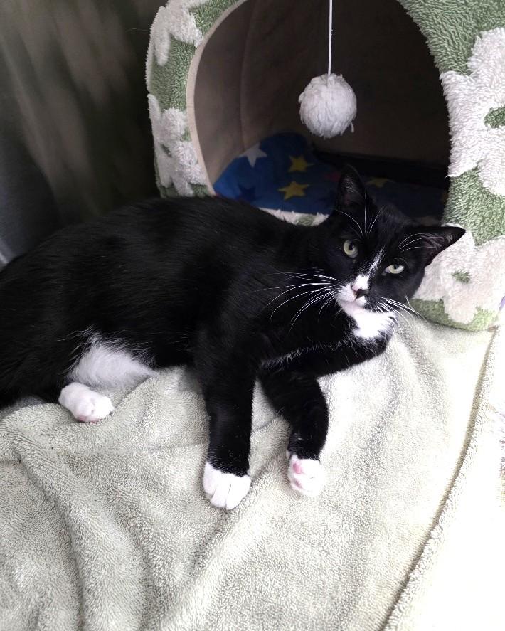 Enlarge Tiger, a Adoptable Domestic Short Hair in Mesquite, NV image 4/4