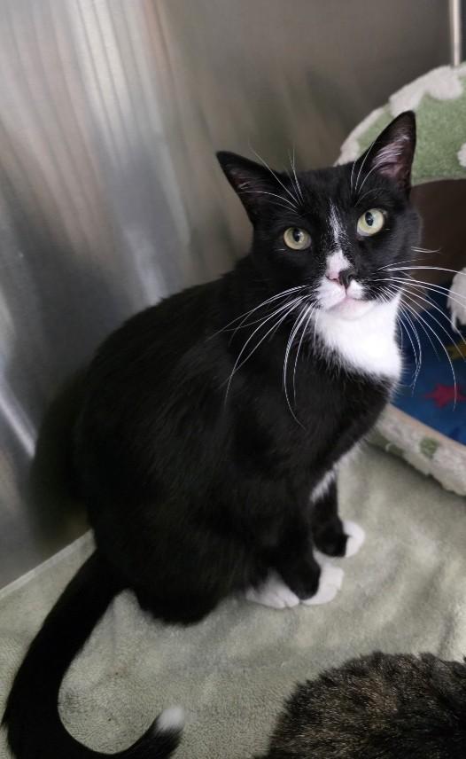 Tiger, Adoptable, Senior Male Domestic Short Hair.