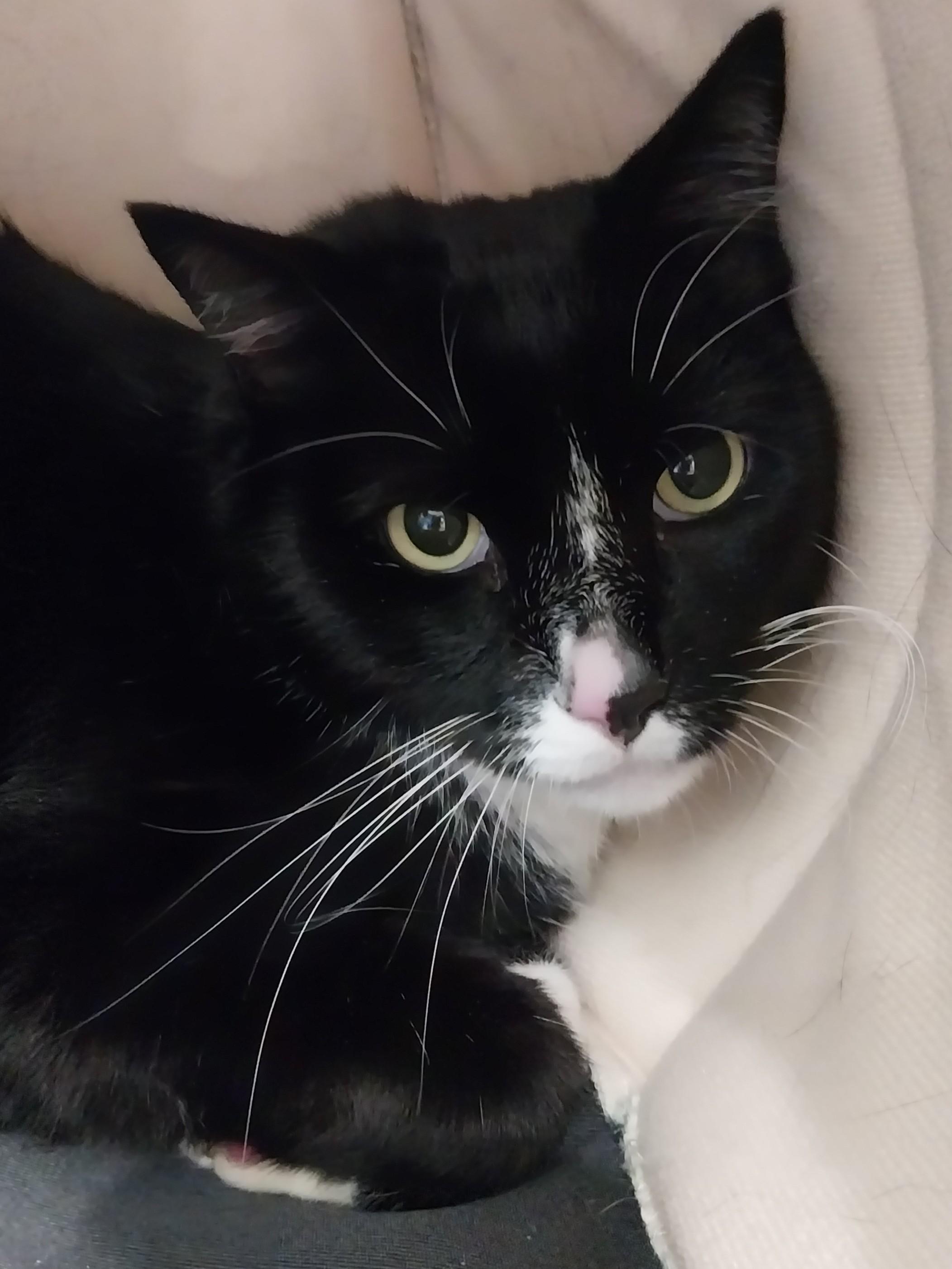 Enlarge Tiger, a Adoptable Domestic Short Hair in Mesquite, NV image 3/4