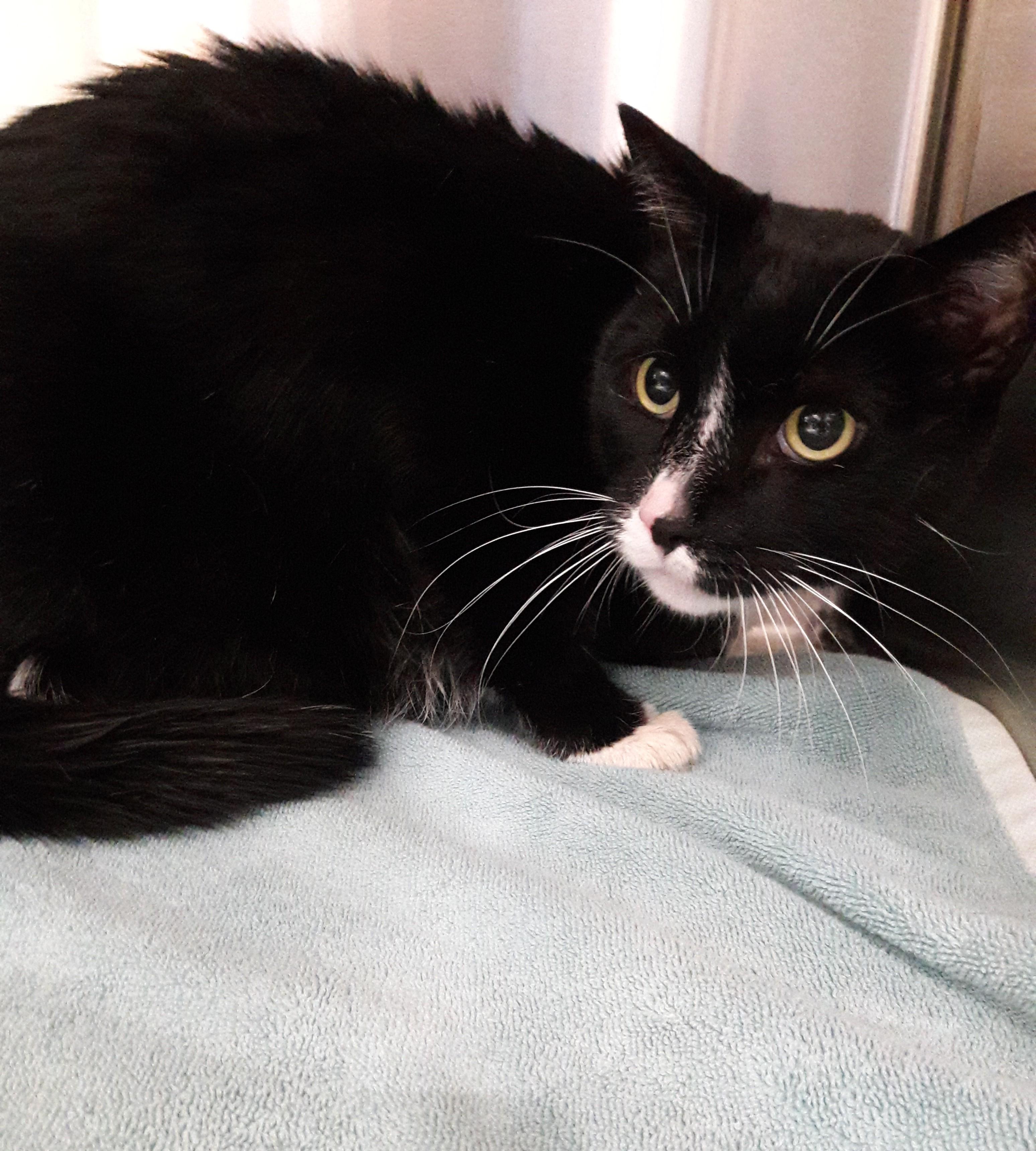 Enlarge Tiger, a Adoptable Domestic Short Hair in Mesquite, NV image 2/4