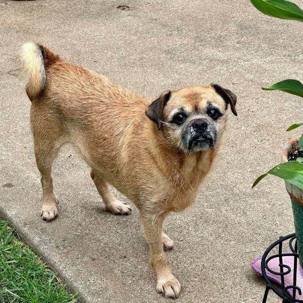 Sherry, Adult Female Pug