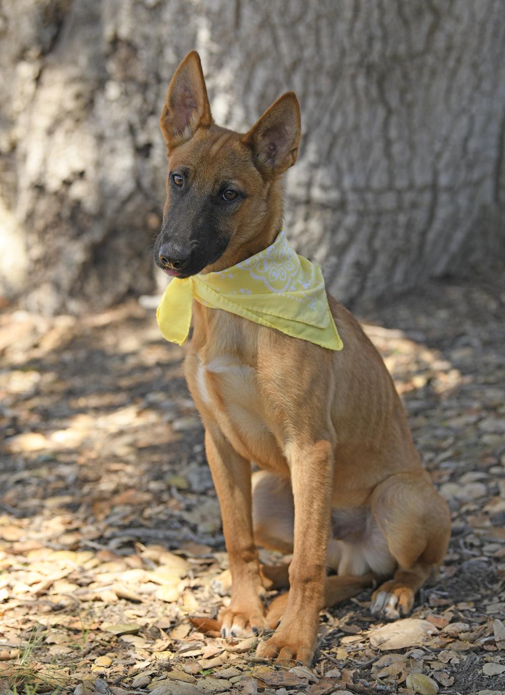 Enlarge Scooby, a Adoptable mixed breed in Rancho Santa Margarita, CA image 2/6