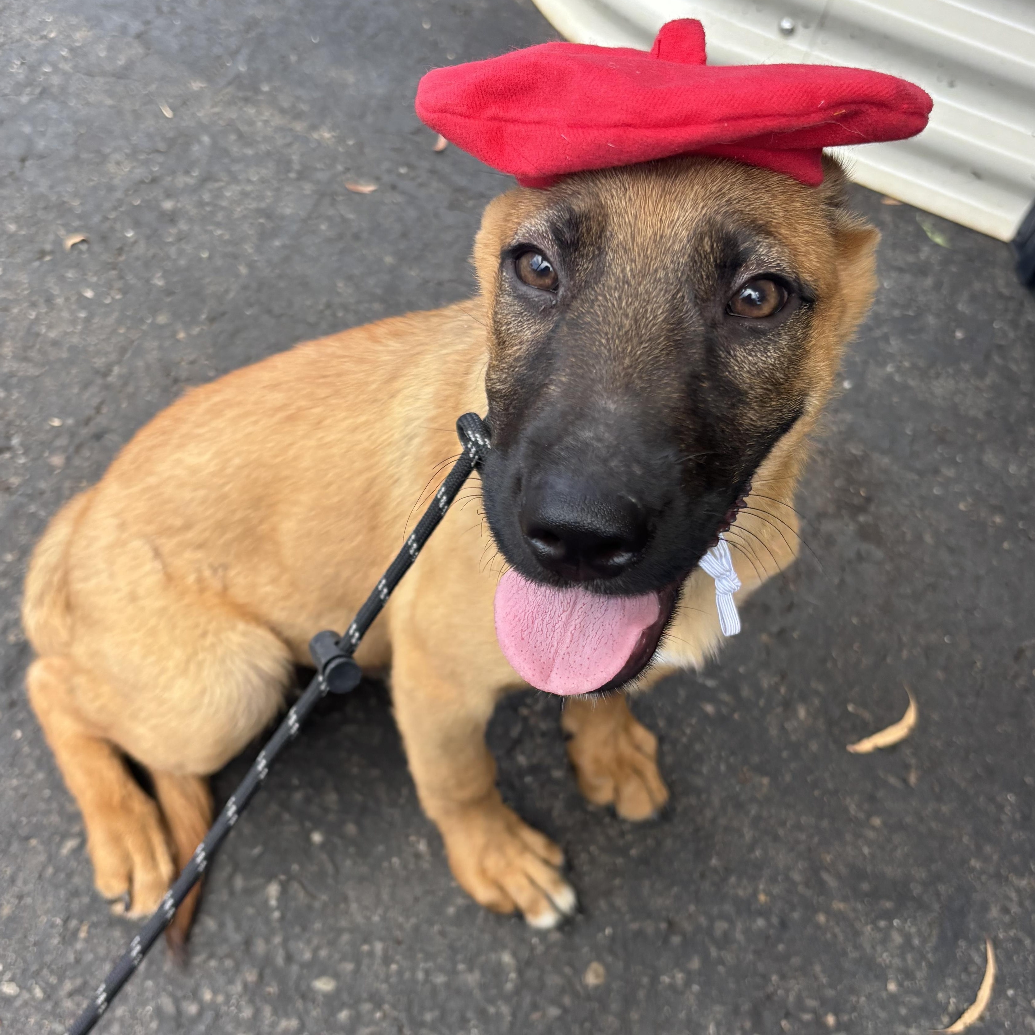 Scooby, a ADOPTABLE mixed breed in Rancho Santa Margarita, CA image 1/6