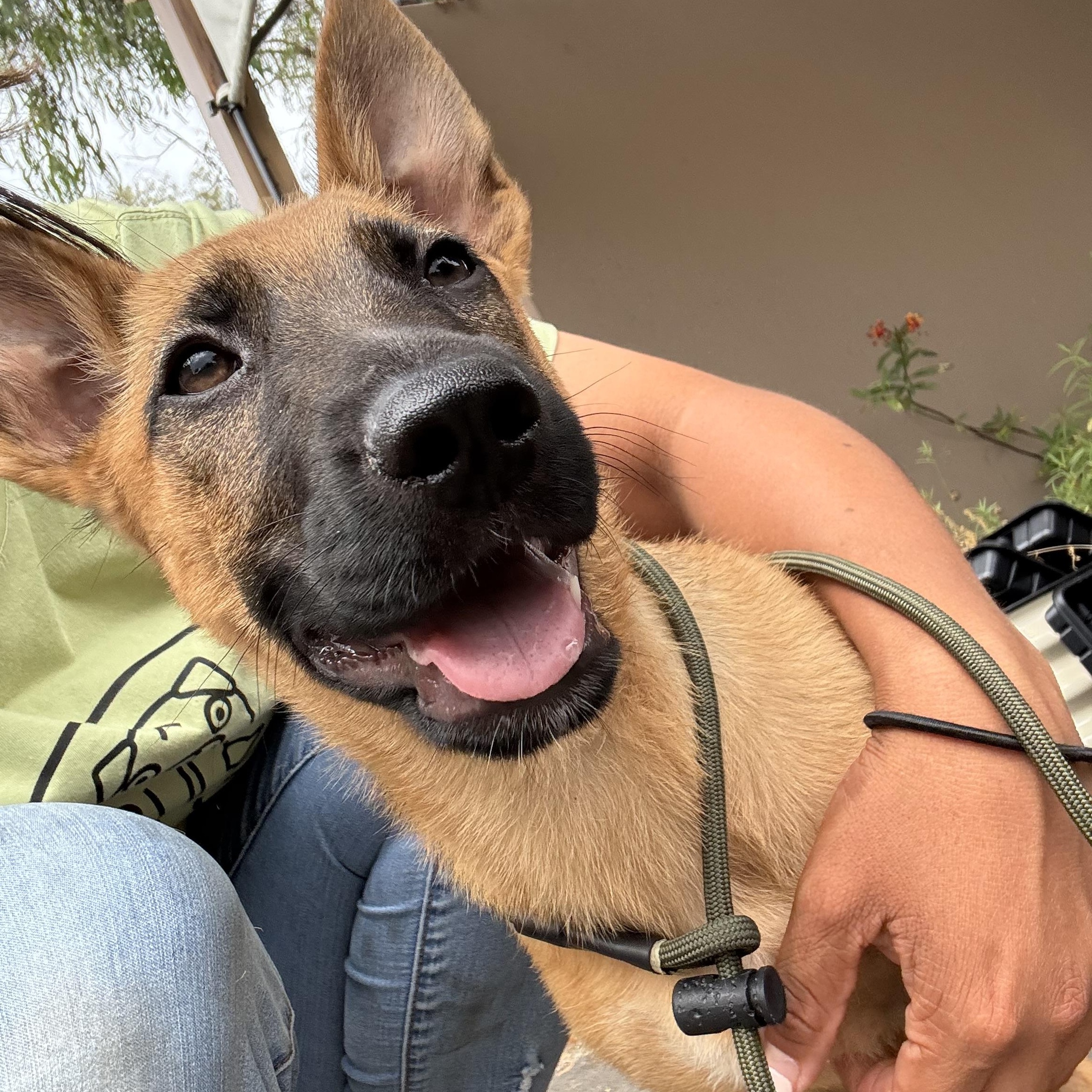 Scooby, a ADOPTABLE mixed breed in Rancho Santa Margarita, CA image 5/6