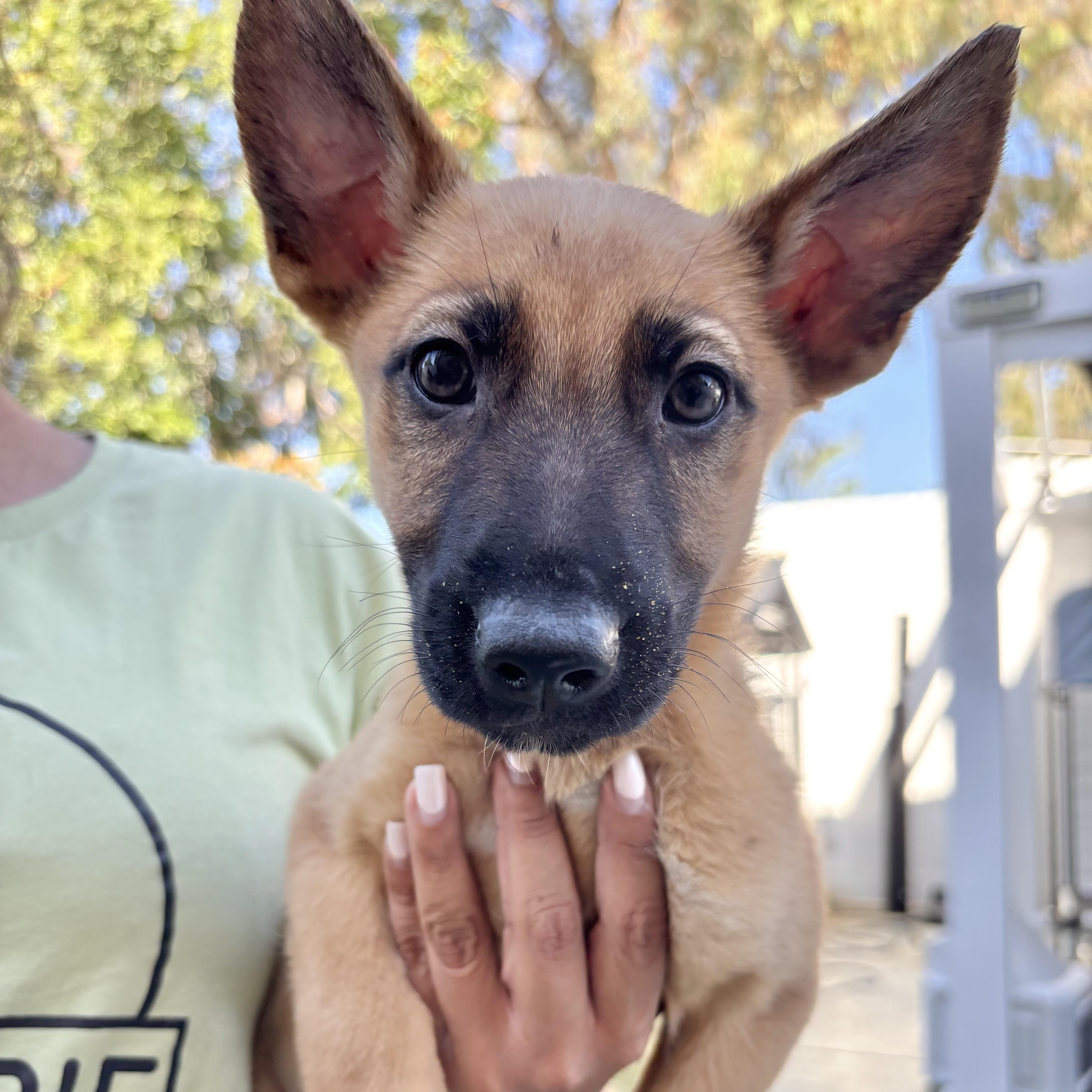 Enlarge Scooby, a ADOPTABLE mixed breed in Rancho Santa Margarita, CA image 1/1