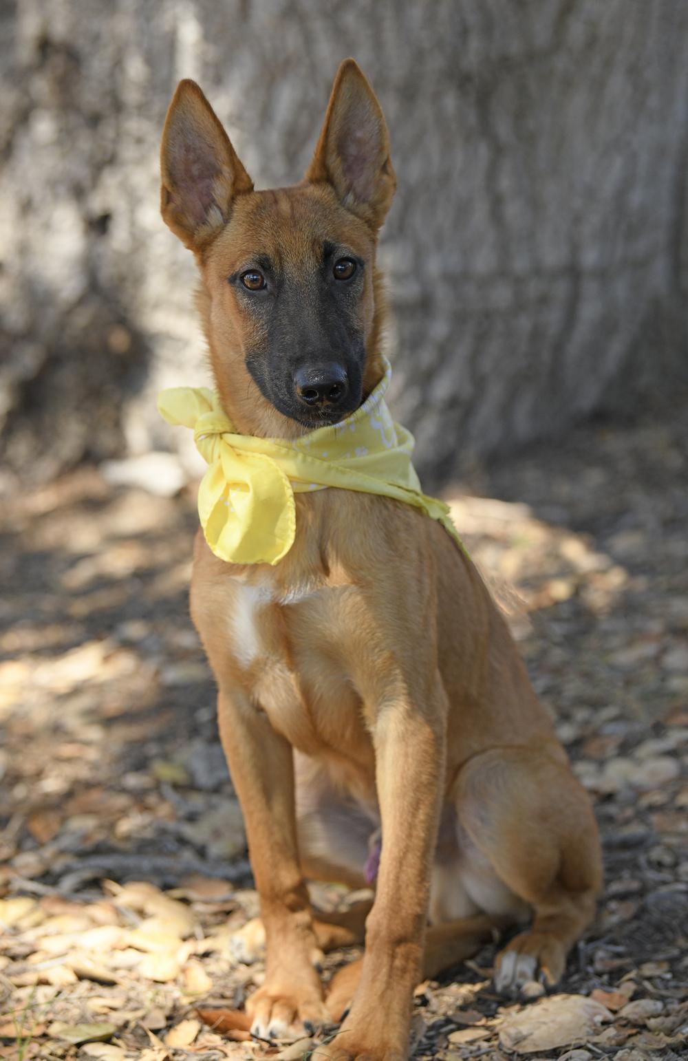 Scooby, Adoptable, Puppy Male Shepherd.
