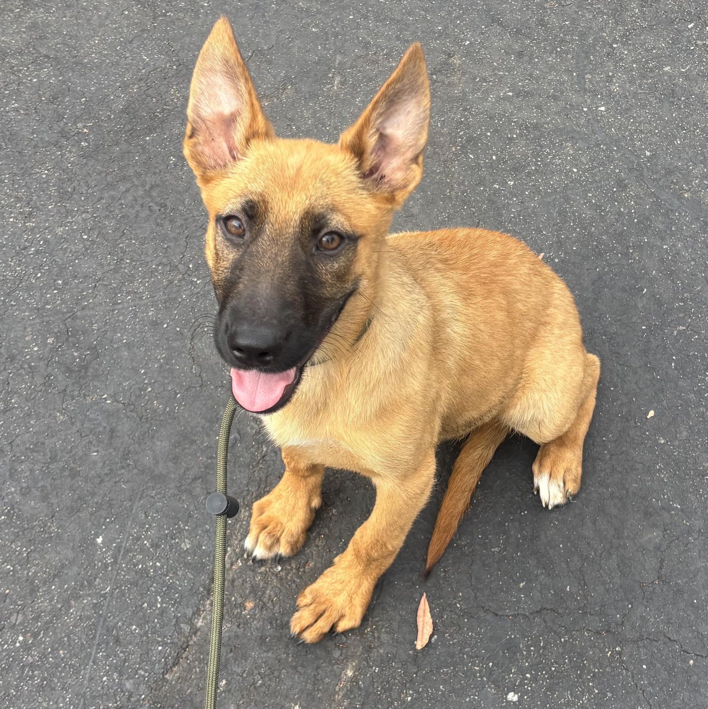 Scooby, a ADOPTABLE mixed breed in Rancho Santa Margarita, CA image 4/6