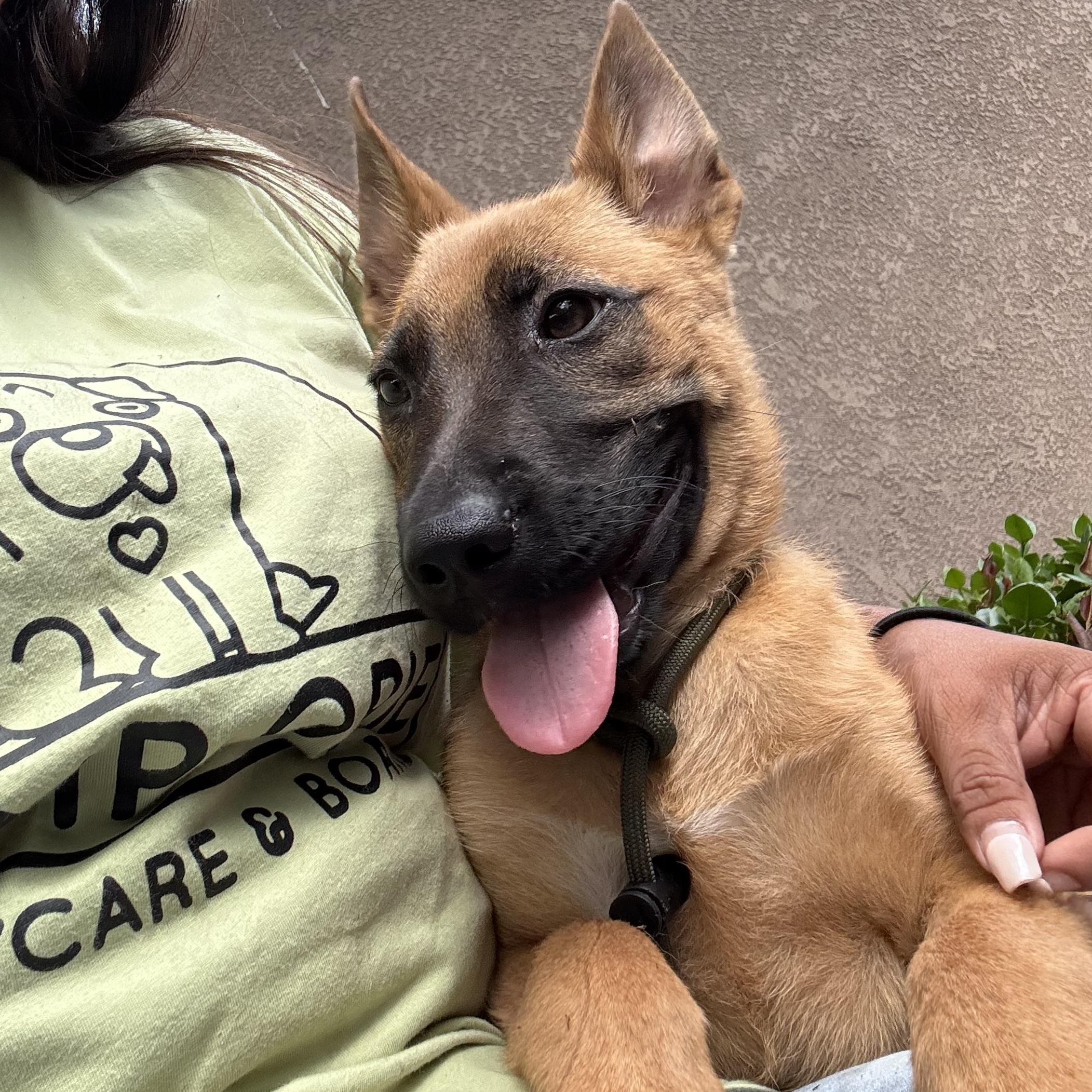 Scooby, a ADOPTABLE mixed breed in Rancho Santa Margarita, CA image 3/6