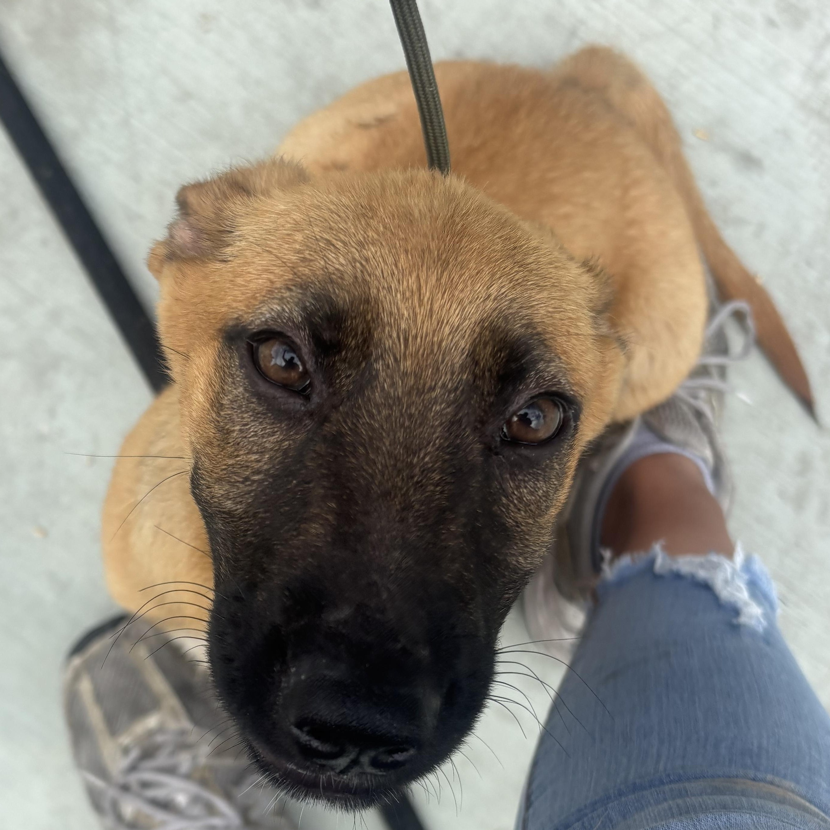 Scooby, a ADOPTABLE mixed breed in Rancho Santa Margarita, CA image 6/6
