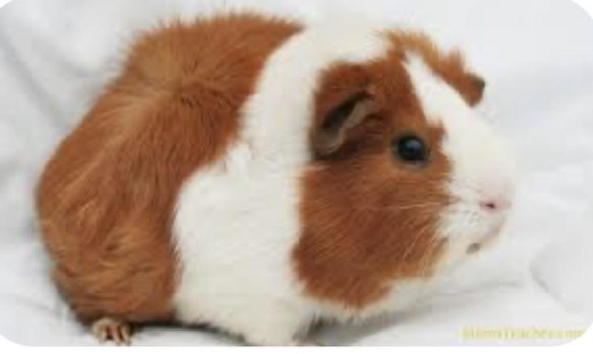 Juno, adopted, Adult Male Guinea Pig.
