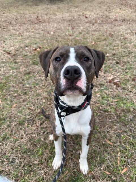 RUFUS, Adoptable, Adult Male Terrier.