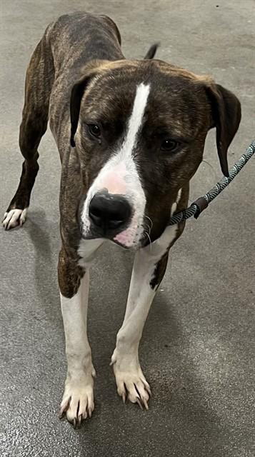 RUFUS, Adoptable, Adult Male Terrier.