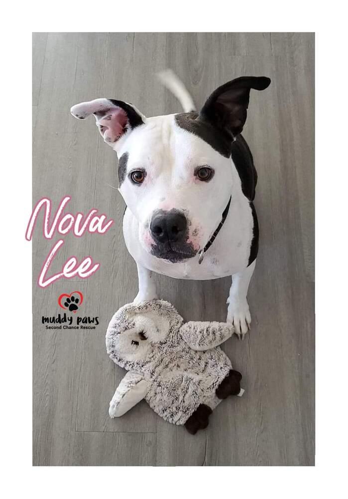 Nova Lee, Adoptable, Adult Female Boxer & Terrier.