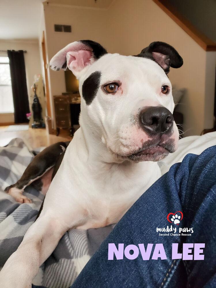 Enlarge Nova Lee, a Adoptable mixed breed in Council Bluffs, IA image 2/6