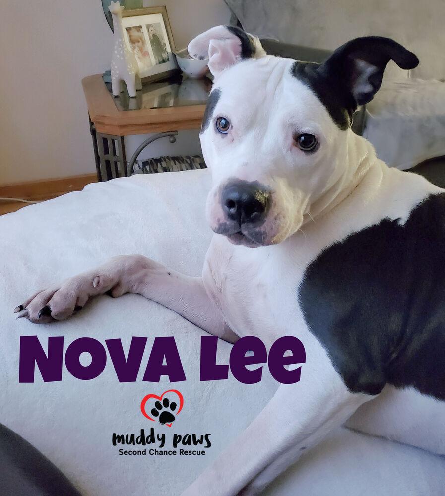 Enlarge Nova Lee, a Adoptable mixed breed in Council Bluffs, IA image 3/6