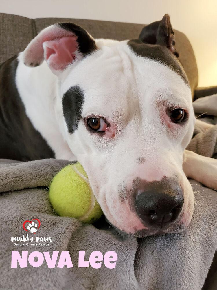 Enlarge Nova Lee, a Adoptable mixed breed in Council Bluffs, IA image 4/6