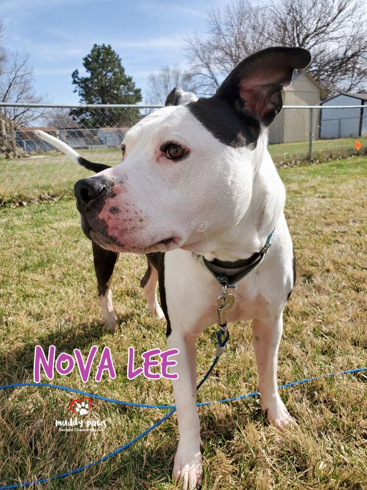 Enlarge Nova Lee, a Adoptable mixed breed in Council Bluffs, IA image 5/6