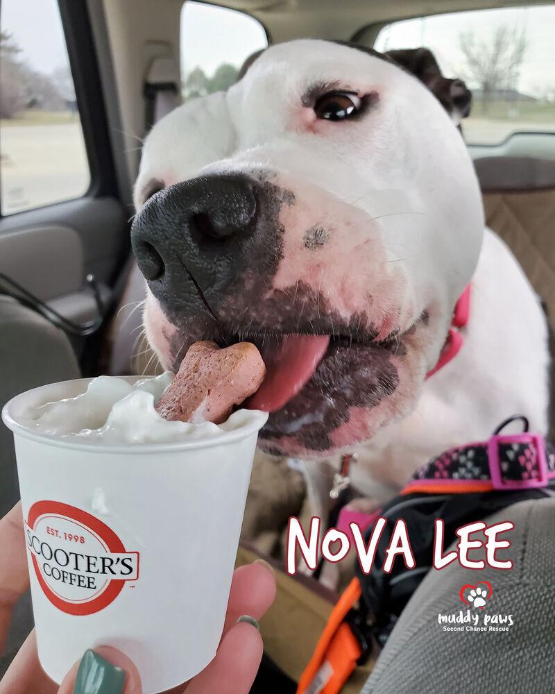 Enlarge Nova Lee, a Adoptable mixed breed in Council Bluffs, IA image 6/6