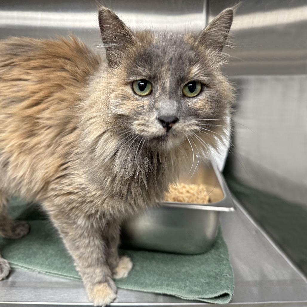 Jemima, a Adoptable Domestic Long Hair in Hailey, ID image 1/6