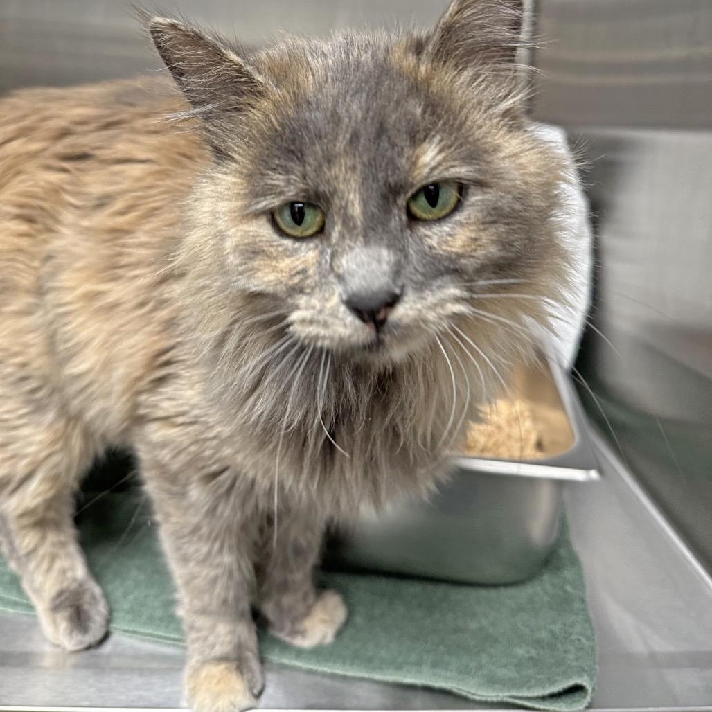 Jemima, a Adoptable Domestic Long Hair in Hailey, ID image 5/6