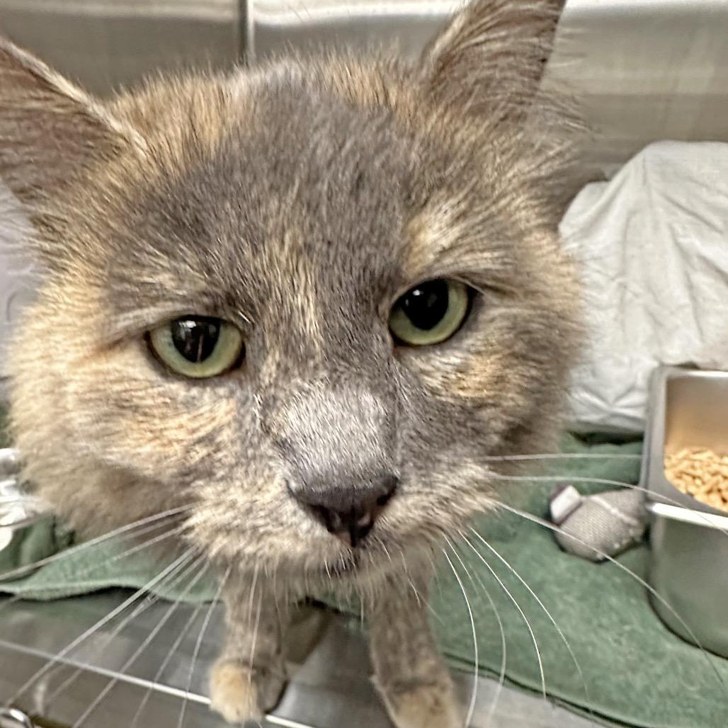 Jemima, a Adoptable Domestic Long Hair in Hailey, ID image 6/6