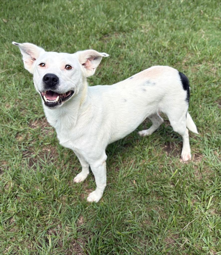 Coconut, Adoptable, Adult Female Australian Cattle Dog / Blue Heeler.