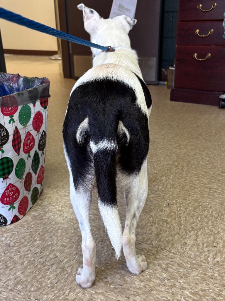 Enlarge Coconut, a Adoptable mixed breed in Nacogdoches, TX image 2/6