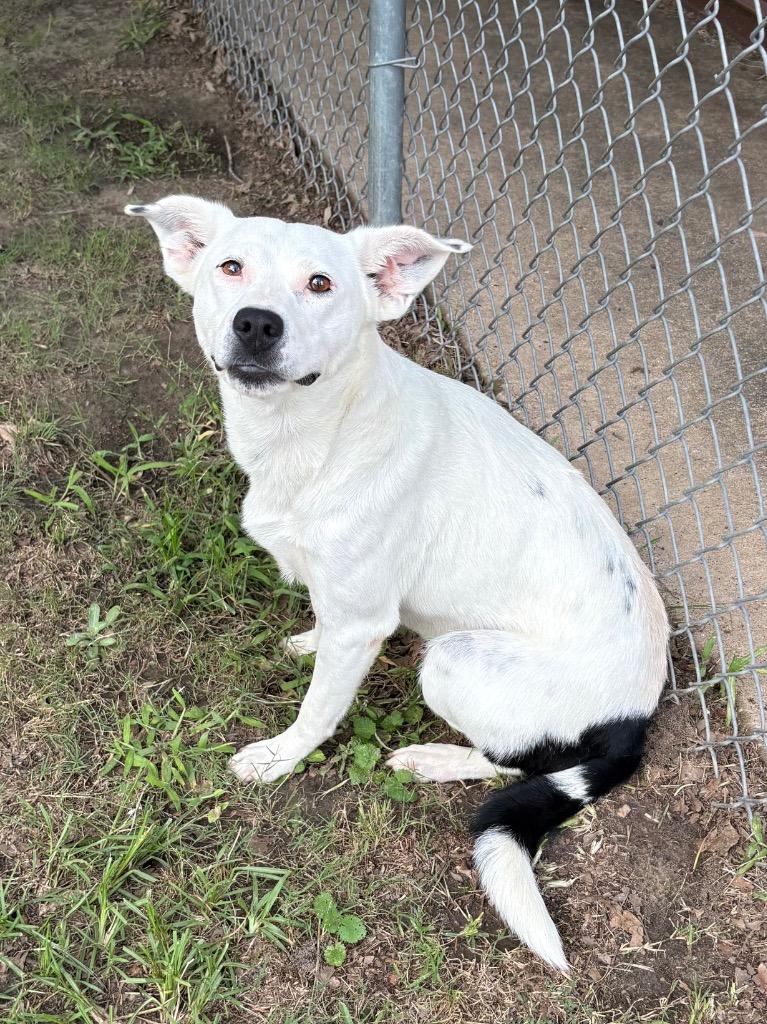 Enlarge Coconut, a Adoptable mixed breed in Nacogdoches, TX image 4/6