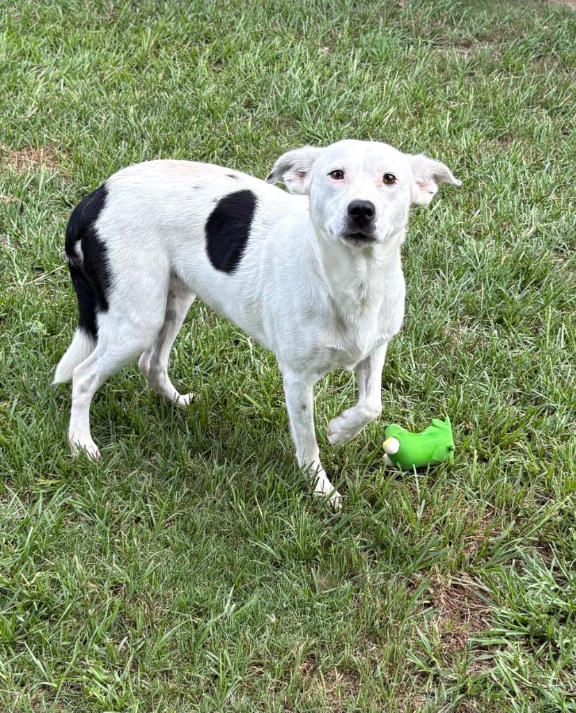 Enlarge Coconut, a Adoptable mixed breed in Nacogdoches, TX image 5/6