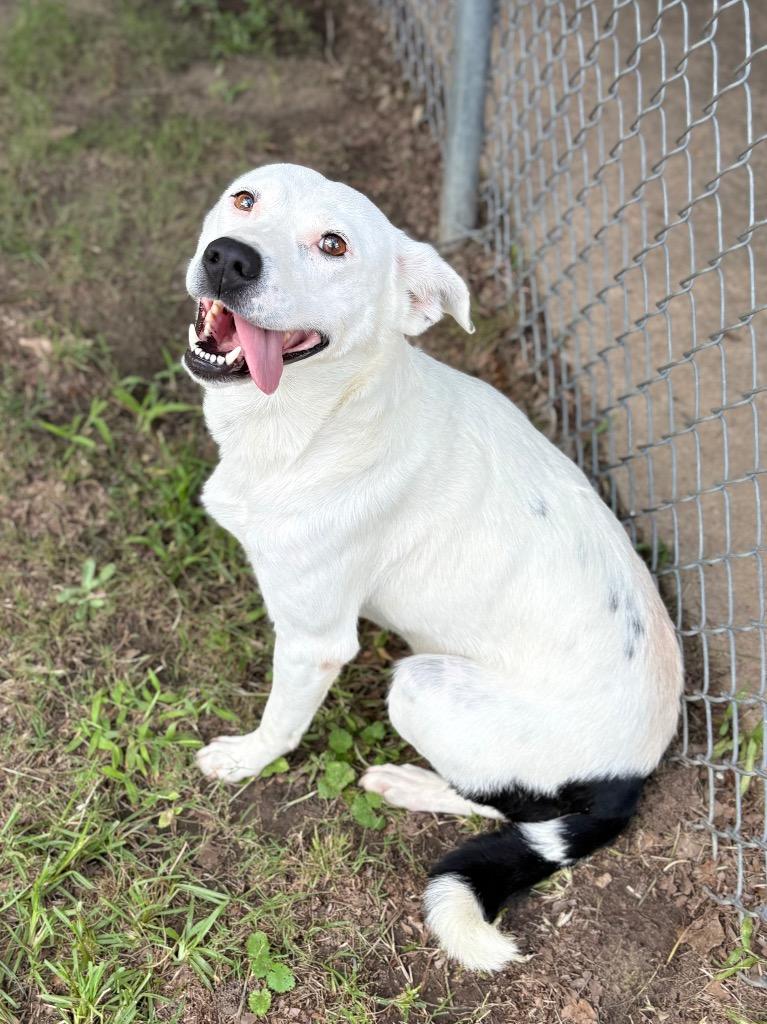 Enlarge Coconut, a Adoptable mixed breed in Nacogdoches, TX image 6/6