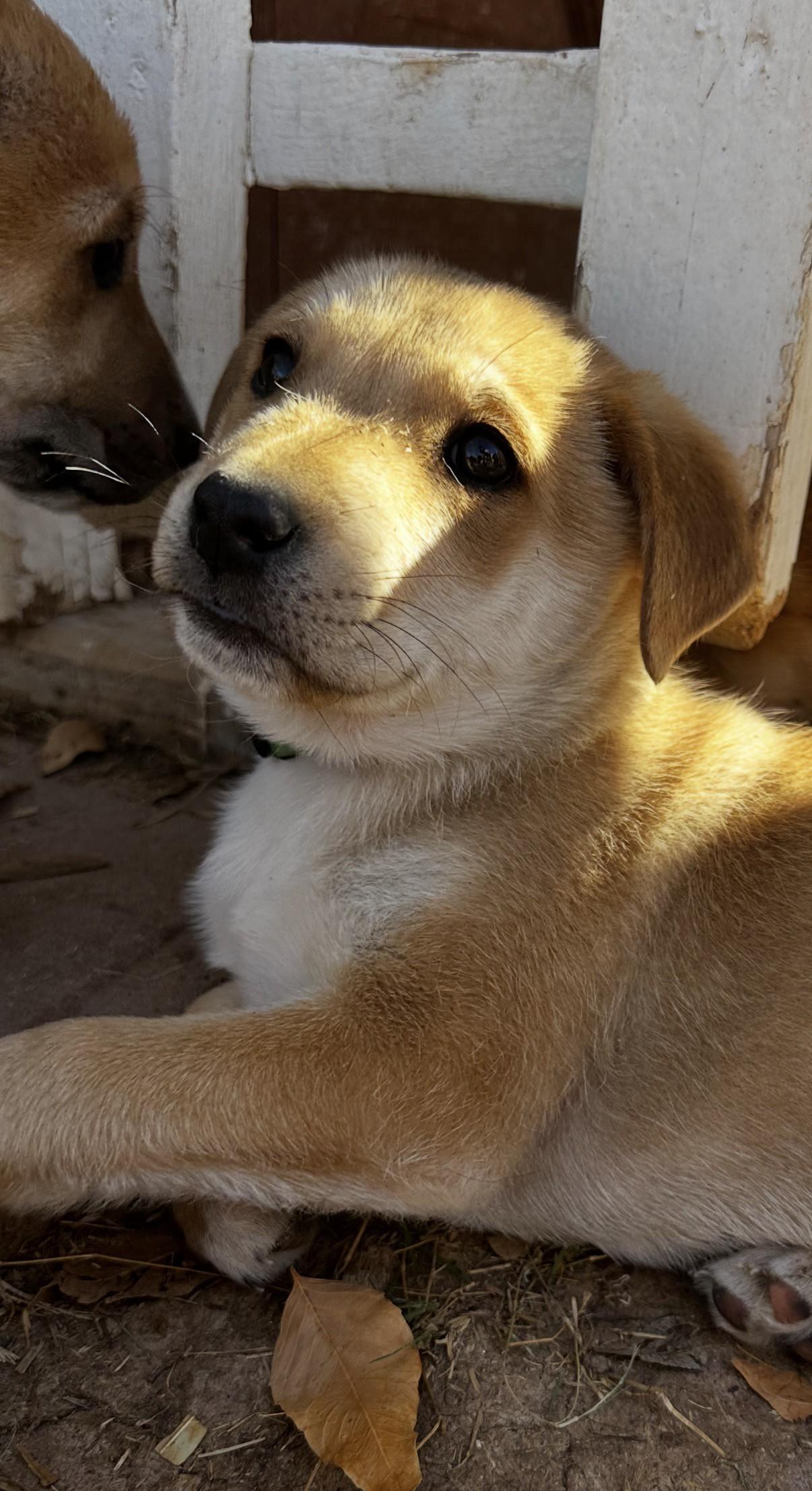 Enlarge Arlo, a ADOPTABLE mixed breed in Gilbert, AZ image 3/3