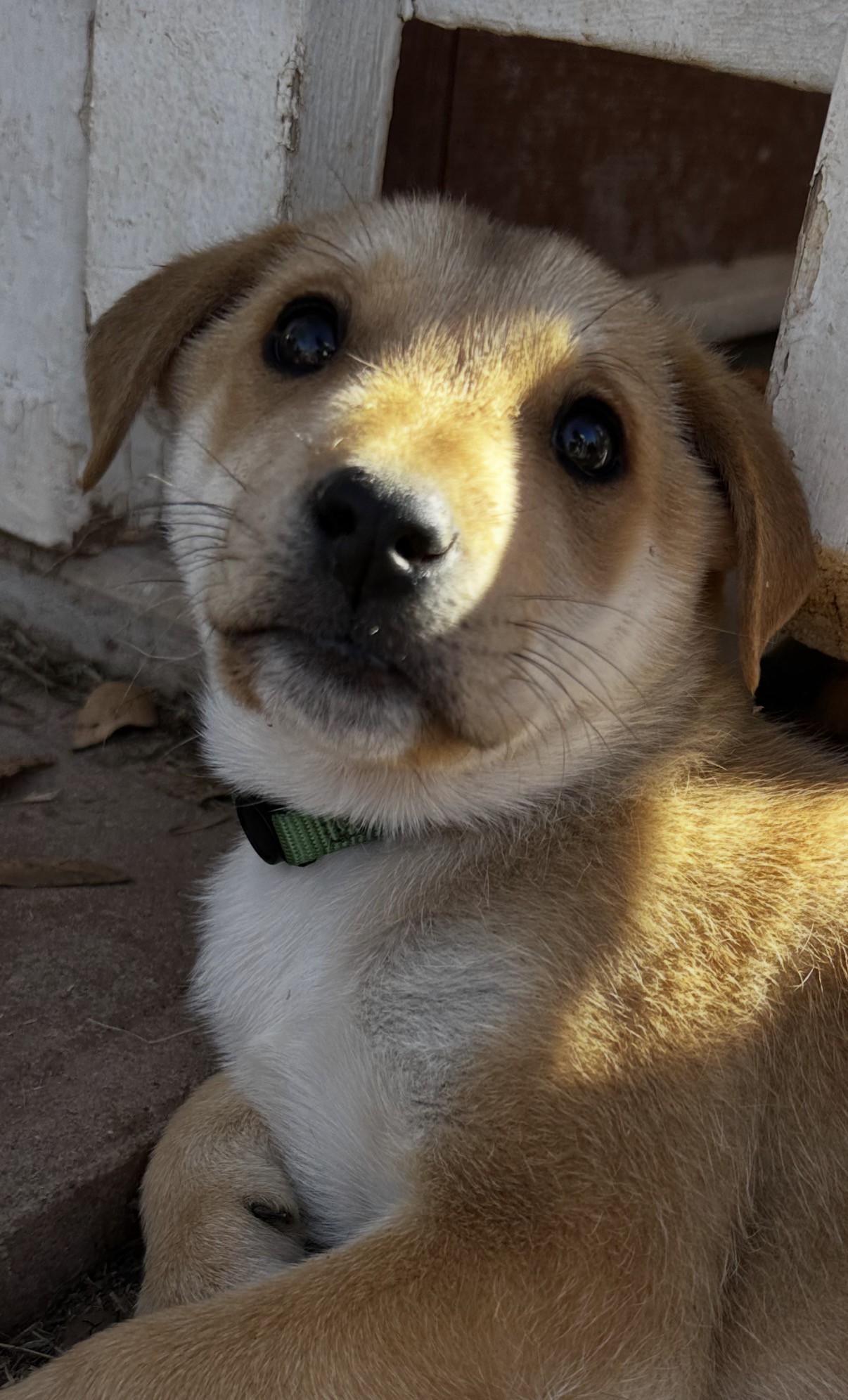 Arlo, ADOPTABLE, Puppy Male Yellow Labrador Retriever & Shepherd.