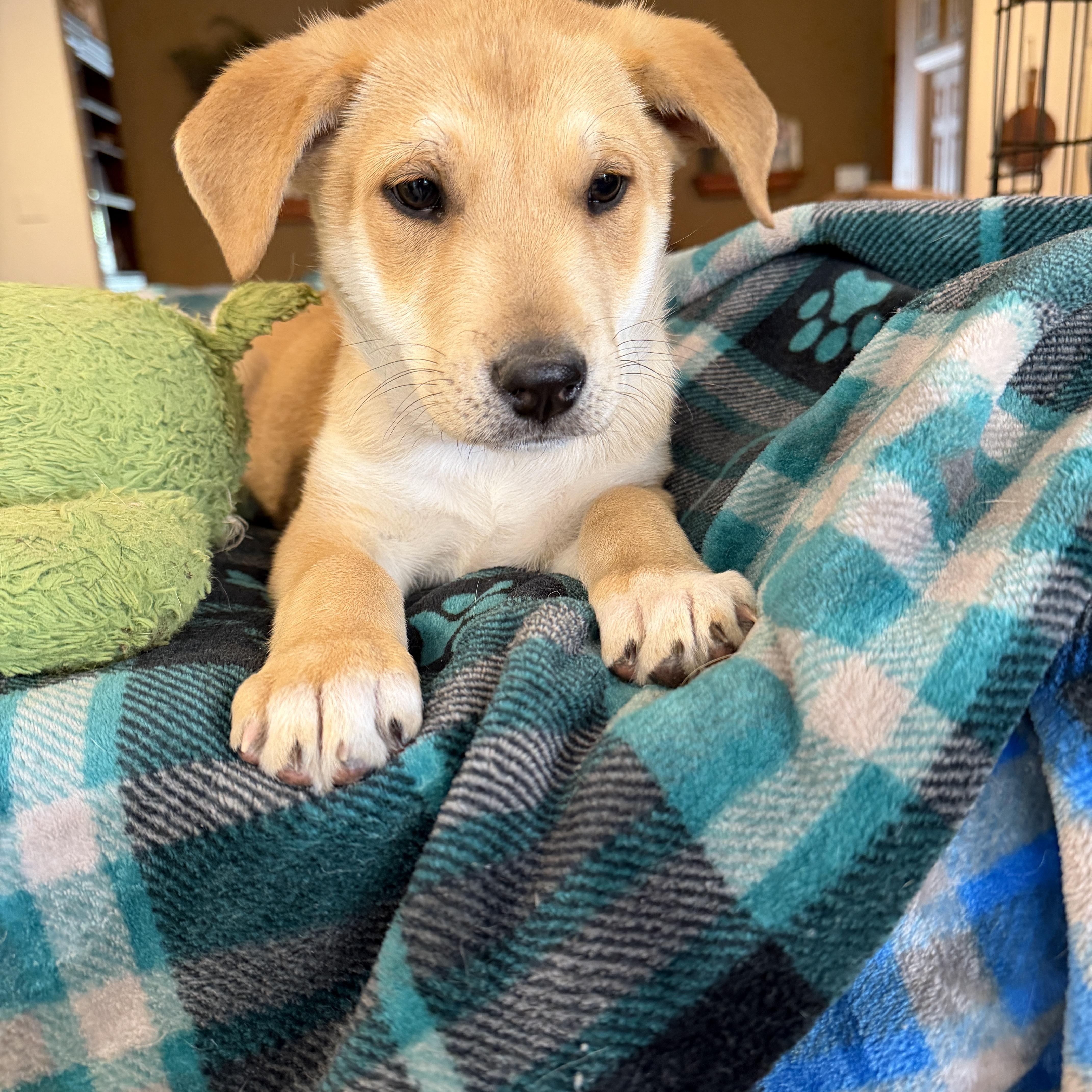 Arlo, ADOPTABLE, Puppy Male Yellow Labrador Retriever & Shepherd.