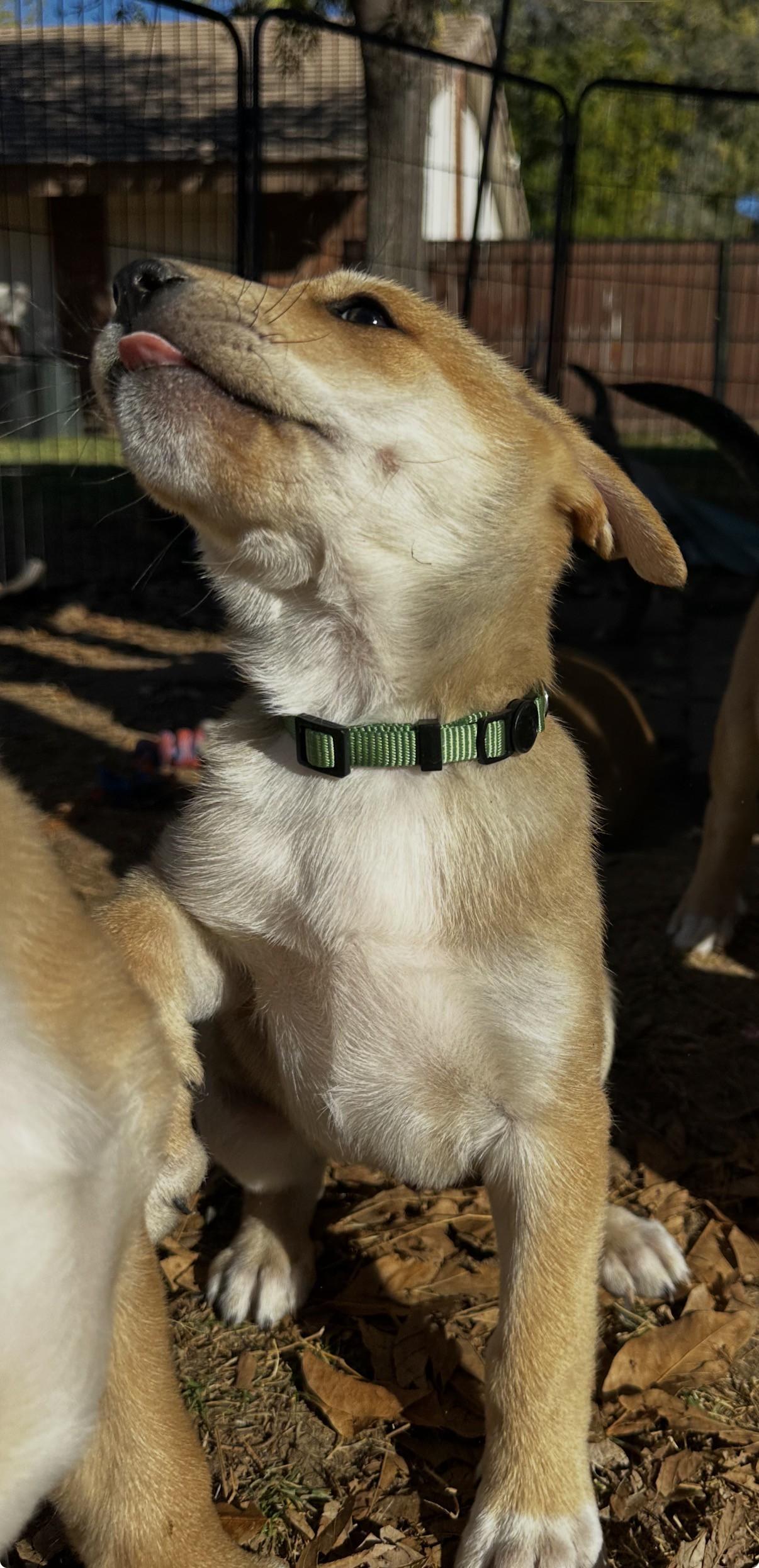 Enlarge Arlo, a ADOPTABLE mixed breed in Gilbert, AZ image 2/3