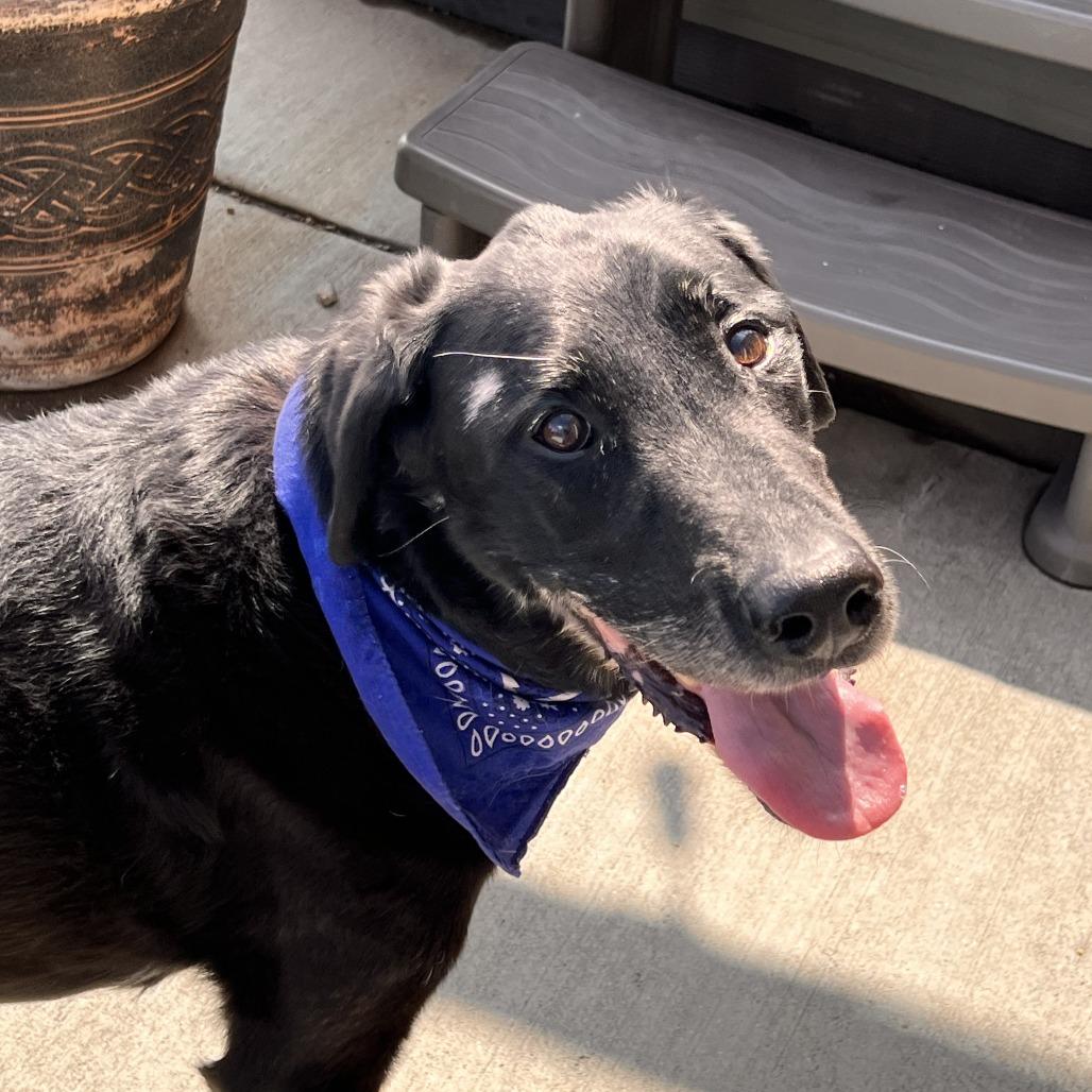 Abraham, Adoptable, Senior Male Black Labrador Retriever.
