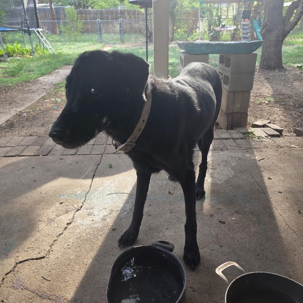 Abraham, Adoptable, Senior Male Black Labrador Retriever.