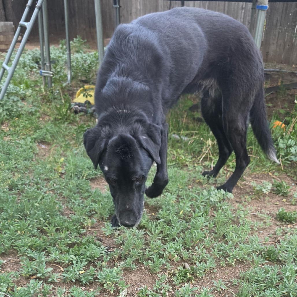 Enlarge Abraham, a Adoptable Black Labrador Retriever in Colorado Springs, CO image 2/4
