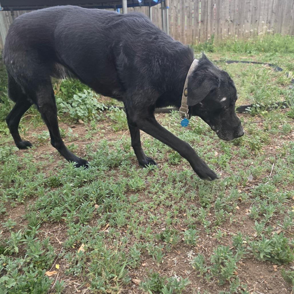 Enlarge Abraham, a Adoptable Black Labrador Retriever in Colorado Springs, CO image 3/4