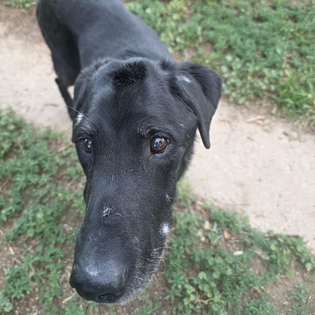 Enlarge Abraham, a Adoptable Black Labrador Retriever in Colorado Springs, CO image 4/4